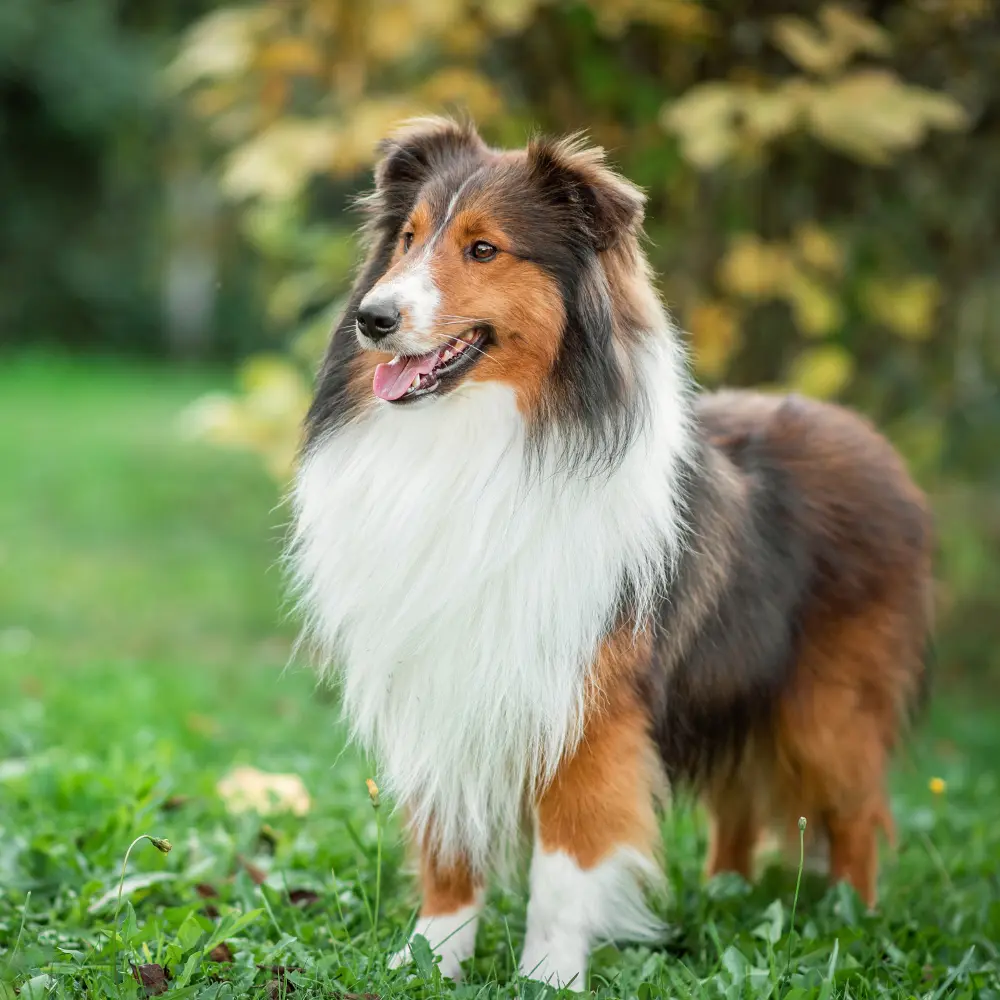Köpek Aşı Takvimi